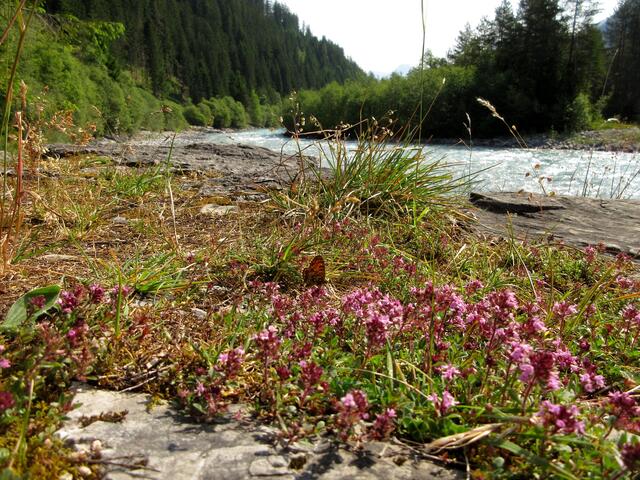 Baldrianscheckenfalter am Lech
