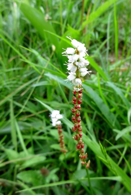 Knöllchen Knöterich, so klein, dass es echt schwierig ist in richtig aufzunehmen. Er kommt im Lechtal häufig vor. 