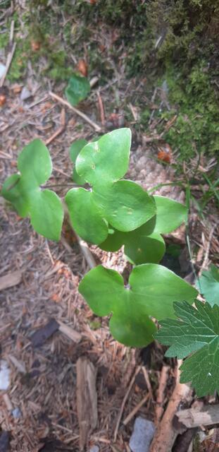 Die Leberblümchen sind schon verblüht, auch sie haben wir nur oben bei der Kapelle gefunden.