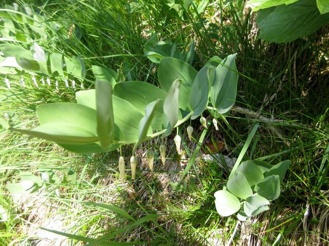 Ganz selten findet man den Echten Salomonsiegel. Man kann ihn von der vielblütigen Weißwurz leicht unterscheiden, denn er bildet keine Blütenpaare, nur einzelne Blüten, die dazu noch herrlich nach Vanille duften.