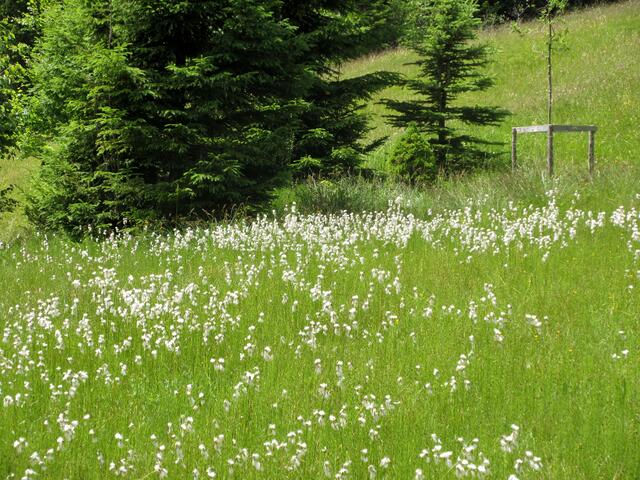Gföllwiesen, auch wieder Wollgras und hier etwas feuchter als gestern in Schiggen.