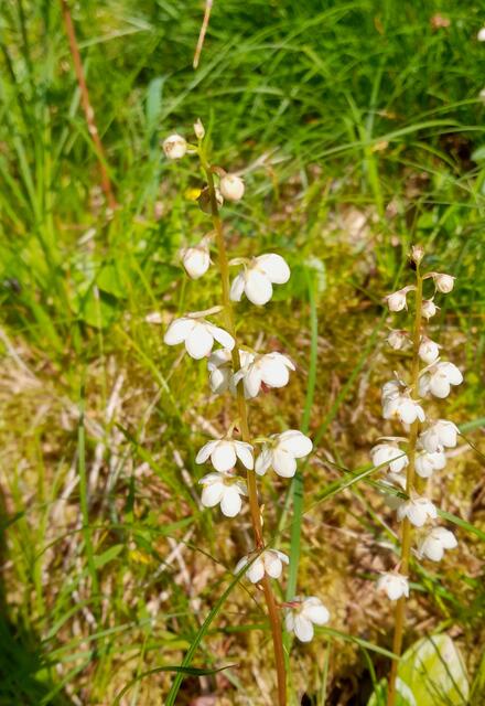 Rundblättriges Wintergrün gibt es hier häufig und in großen Ansammlungen.