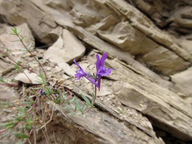 Alpen-Leinkraut, etwas verwirrend, es fehlt die orange Farbe auf der Unterlippenwulst.