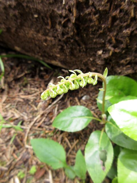 Birngrün, das einseitwendige Wintergrün, gibt es selten, hier nur oben beim Abstieg von der Kapelle.