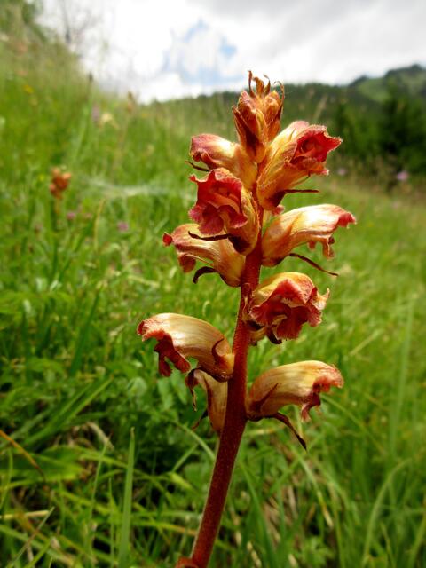 Blutroter Sommerwurz oder Schlanker Würger genannt. Ein Parasit, wir haben nicht gefunden, an welchen Pflanzen, aber auf kalkhaltigen Trockenwiesen vorkommend.