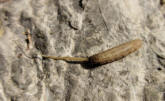 Dieses wunderliche Tier begegnete uns als wir dicht am Wasser entlang gingen. Es handelt sich um eine Rattenschwanzlarve, vermutlich der Mistbiene. Wir hatten sowas vorher noch nie gesehen. Mit dem Schwanz kann sie unter Wasser "schnorcheln" und kommt dann zur Verpuppung an Land.