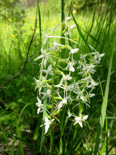 Es gab so viel Orchideen, Knabenkraut begleitete uns die drei Tage lang imm er am Weg. Doch die Waldhyazinthe fanden wir nur an einer Stelle.