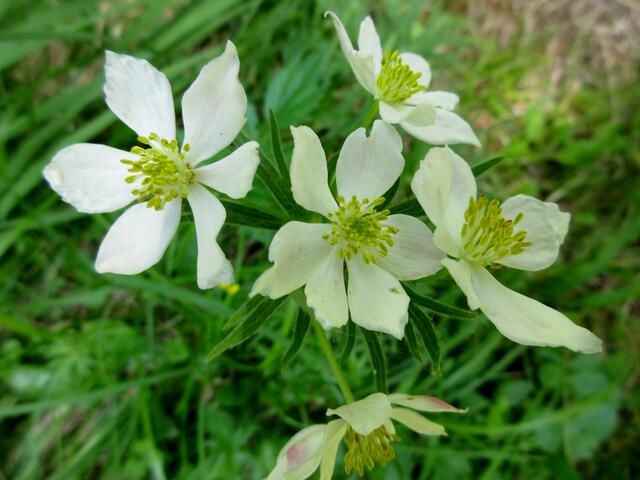 Waldanemone, Großes Windröschen oder Waldwindröschen wird das Waldhähnlein auch genannt. Bei uns gibt es das kaum und auch am Lechweg nur an einer Stelle gefunden.