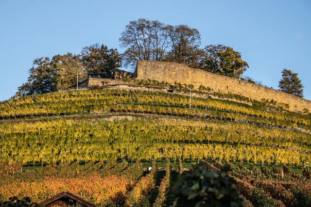 Die Weibertreu zu Weinsberg im Werbstglanz