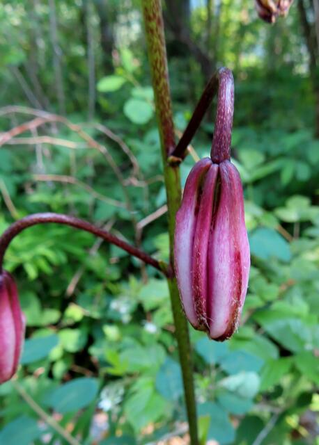 Die Türkenbundlilie direkt in einem Waldstück, wo man sich nach dem Straßenabschnitt den Weg mit den achtlos vorbei fahrenden Radlern teilen muss.