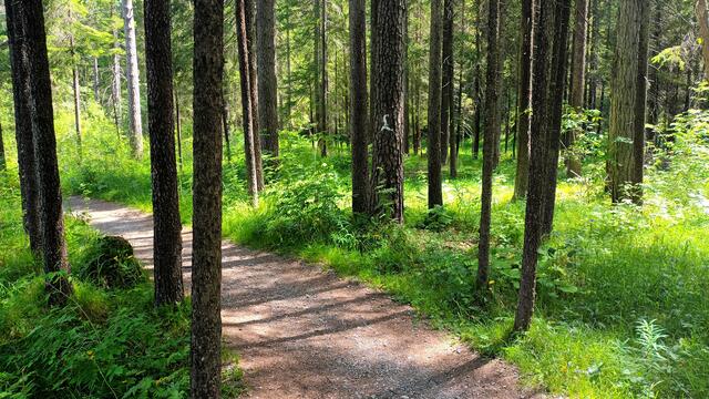 Über die drei Tage gab es immer wieder solche schönen Abschnitte in Auwäldern. Hier gibt es ganz besonderes üppige Orchideen- und andere Pflanzenvorkommen.