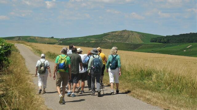 Vorbei an Getreidefeldern mit Blick zum Staufenberg.
