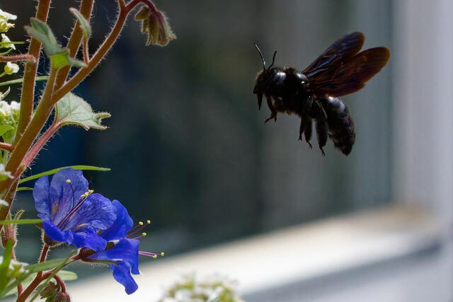 Bomber im Anflug