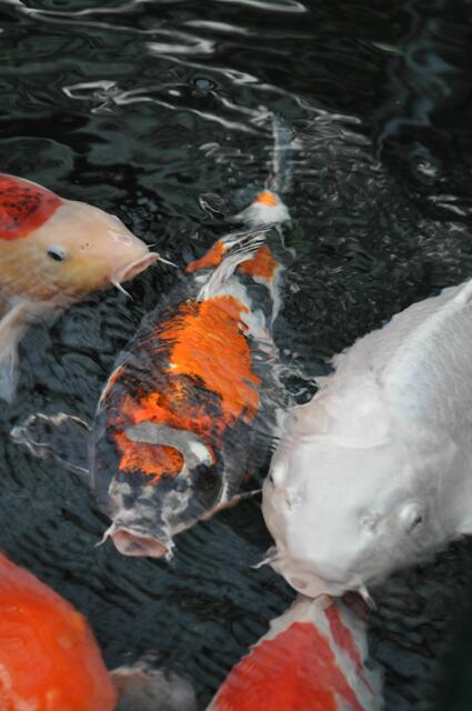 Sie sehen ob ein Mensch am Becken steht und fangen an zu betteln. | Foto: Daniela Somers