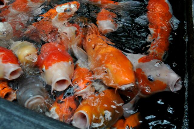 Da ist ein Gedränge im Becken, sobald sie auf Futter hoffen. | Foto: Daniela Somers