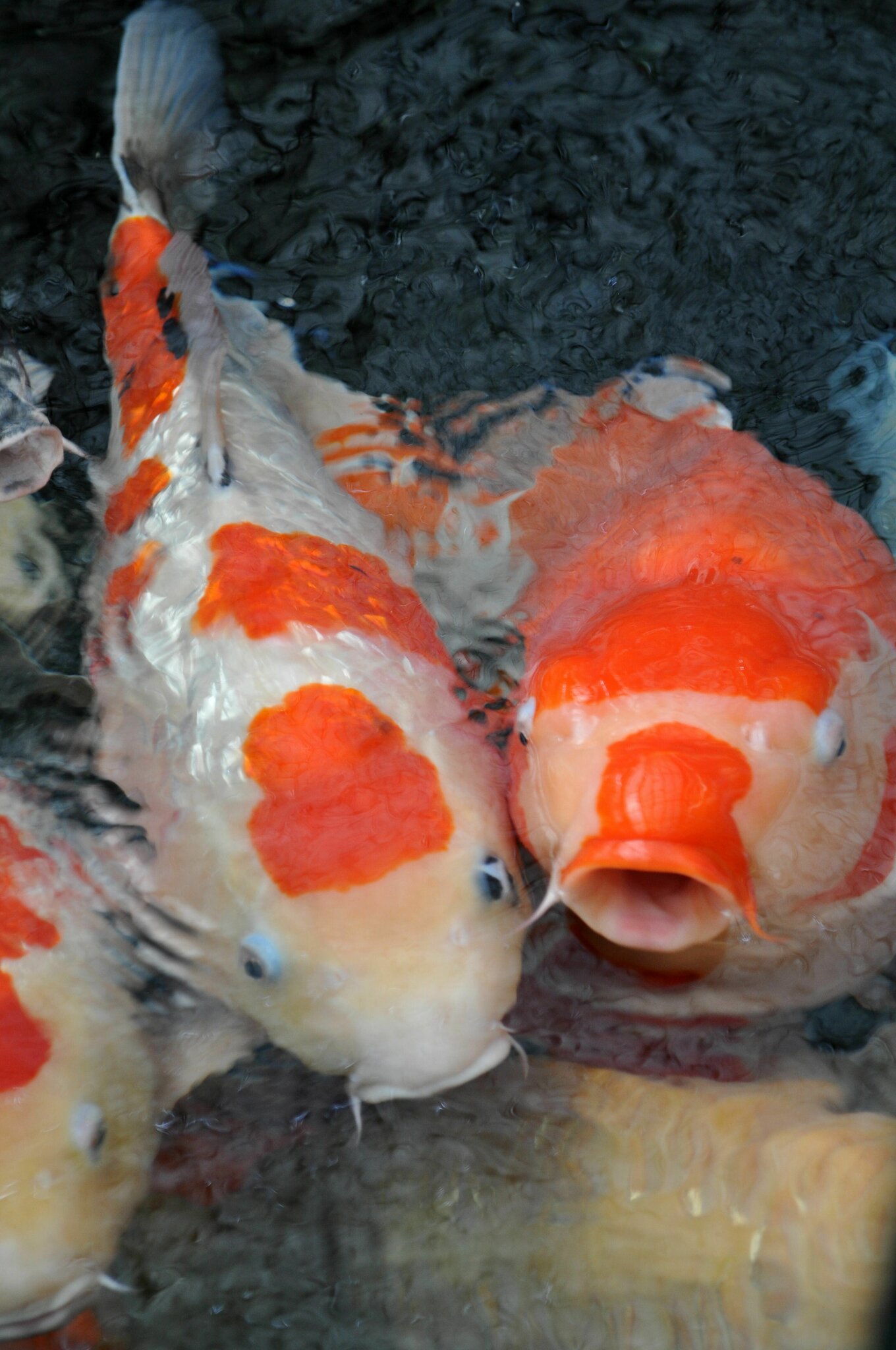 Besondere Fische Koi Heilbronn