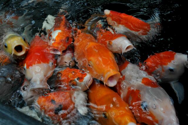 Bei 60 Jahren Lebenserwartung sollte ein Kauf gut überlegt sein. | Foto: Daniela Somers