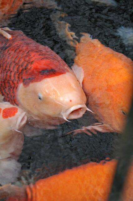 Die größten, zum Verkauf vorgesehenen Exemplare | Foto: Daniela Somers