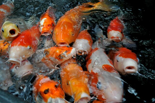 Ob die wohl alle eine neue Heimat finden? | Foto: Daniela Somers