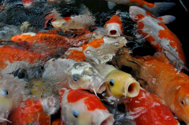 Koi dürfen nicht zu üppig gefüttert werden, da sie nicht selbst die Nahrungsaufnahme beenden, solange sich noch etwas Fressbares in der Umgebung befindet. | Foto: Daniela Somers