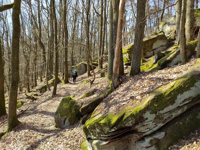 Der noch unbelaubte Wald lässt die Frühlingssonne durch und beleuchtet das Moos auf den Felsen