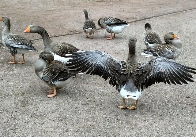 Am Hilschweiher hat uns diese Gänseschar empfangen - hier waren sie noch ganz friedlich