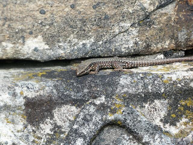 Ein Eidechsen sonnt sich an der Mauer