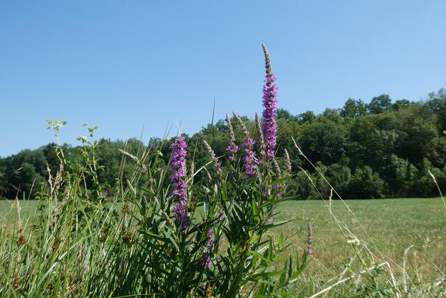 Auch hier wachsen neben Rohrschilf und Binsen viele imposdante Blutweideriche.