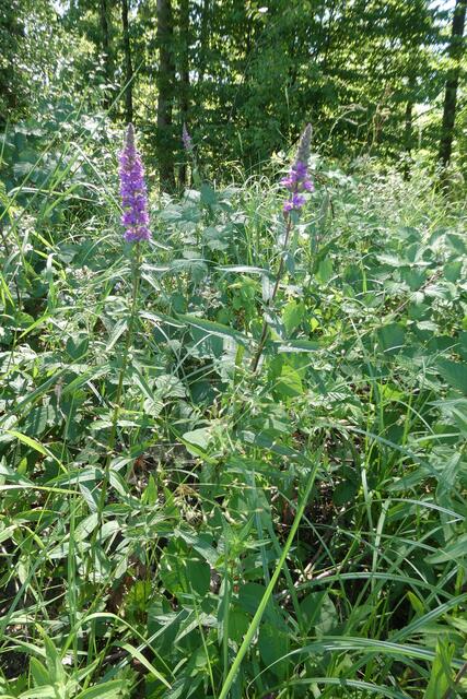 In dem feucht-nassen Gebiet grüßen viele Blutweideriche die Wanderer.