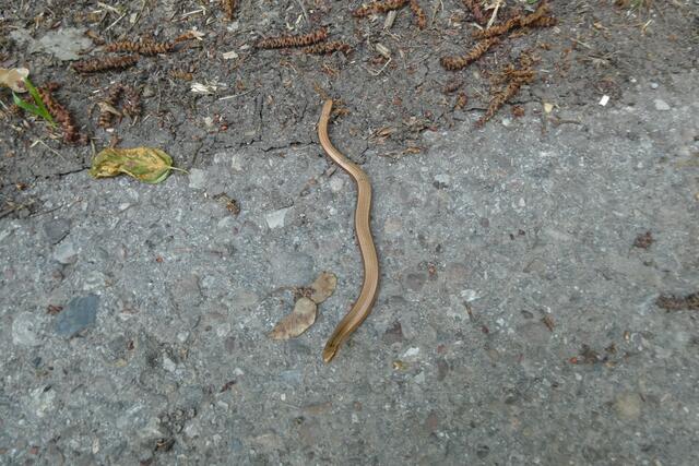 Eine noch junge Blindschleiche lag regungslos auf dem aspaltierten Weg.