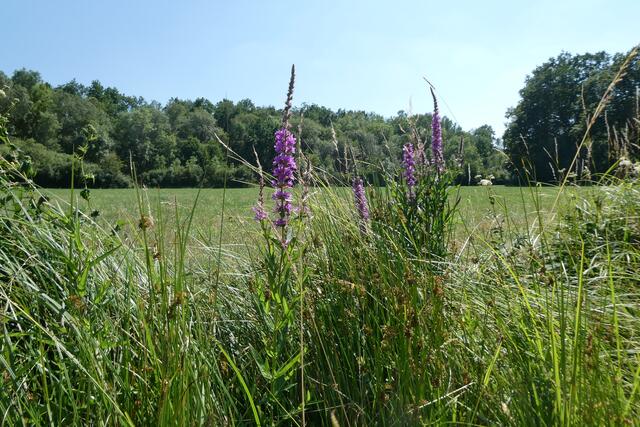 Blutweiderich vor weiter Landschaft, beruhigender Pol für das Auge.