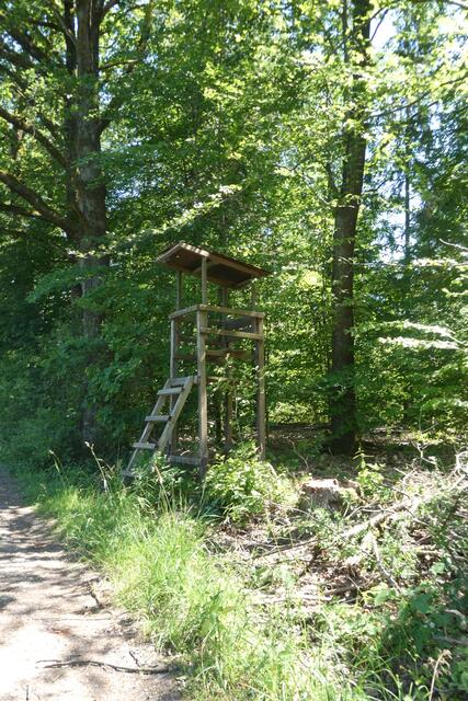 Kurz nach der Weggabelung steht am Weg geradeaus ein Hochstand. 