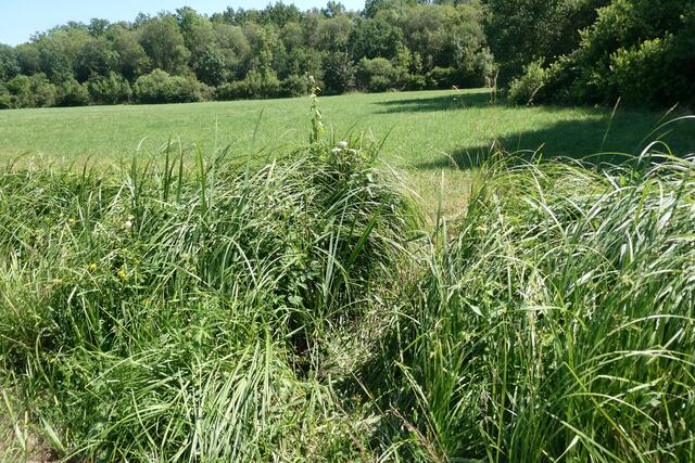 Der Abflußbach vom Kupfermoorsee führt durch weitläufige Wiesen.
