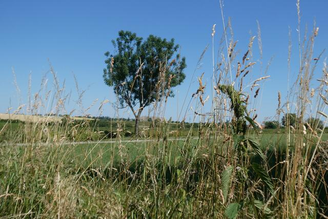 Wie ein Mahnmal steht ein einzelner Baum mitten in derzum Teil versengten Landschaft.