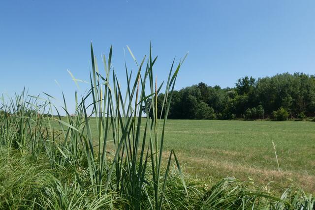 Rohrkolben am Abfluss des Kupfermoorsees.