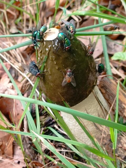 Stinkmorchelpilz, der extrem nach Aas und Verwesung stinkt und dadurch zahlreiche Fliegen anlockt