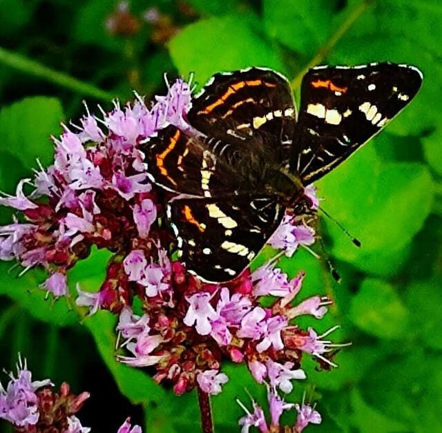 Landkärtchen auf Blüte