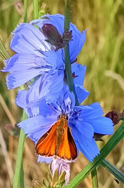Dickkopffalter auf Wegwarte