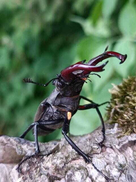 Hirschkäfer in Drohgebärde