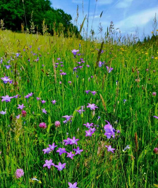 Wiesenglockenblumen