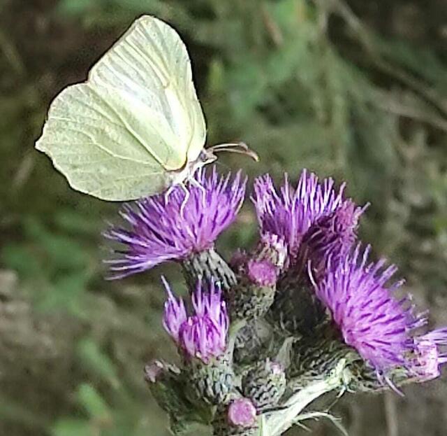 Zitronenfalter auf Distelblüte