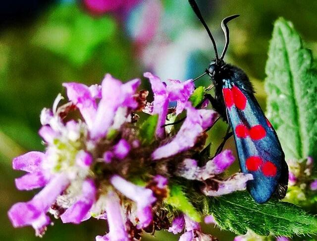 Blutströpfchen auf Ziest