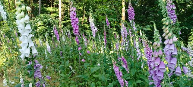 Waldwiesenlichtung mit Fingerhüten