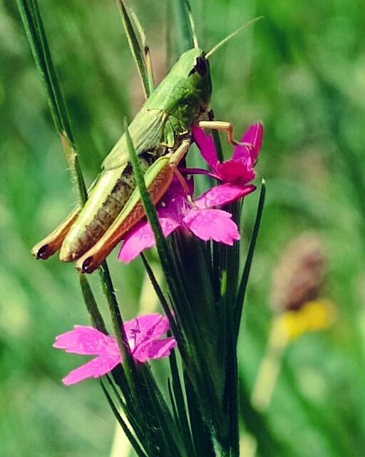 Grashüfer auf Büschelnelke