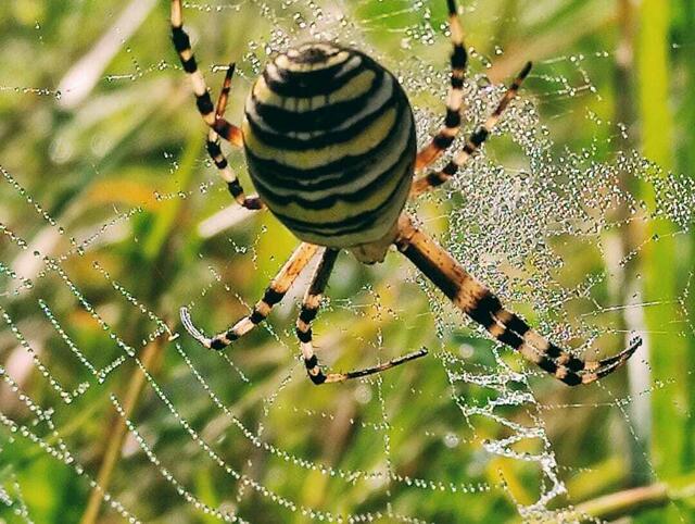 Wespenspinne mit Tau besetztem Netz