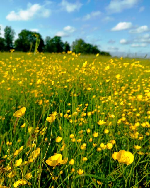 Hahnenfuß- oder Butterblumenwiese