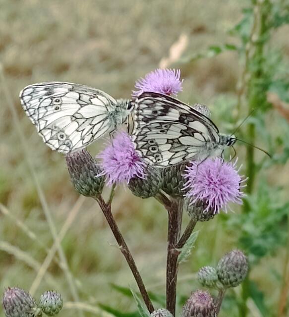 Schachbrettfalter auf Distelblüten