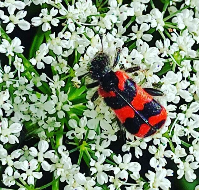 Gemeiner Bienenkäfer