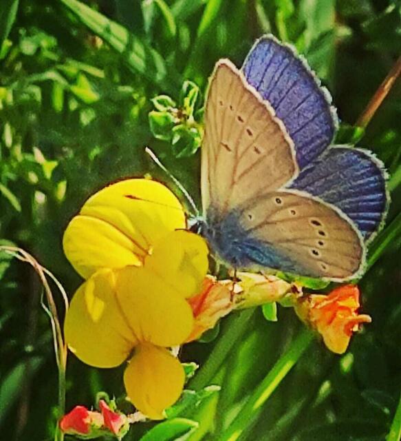 Hauhechel Bläuling auf Hornkleeblüte
