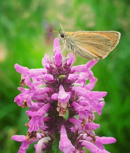 Dickkopffalter auf Ziestblüte